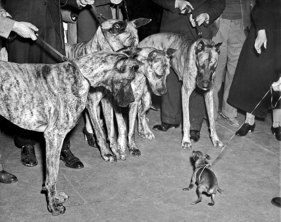 little-dog-meets-big-dogs-underwood-archives.jpg